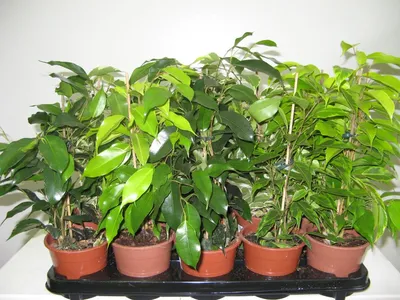 Купить Ficus pumila 'White Sunny' (Фикус пумила 'Уайт Санни') | Цитрус Микс