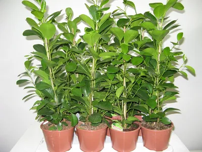 Фикус микрокарпа Мокламе (Ficus microcarpa Moclame) | Фикус, Растения,  Комнатные цветы