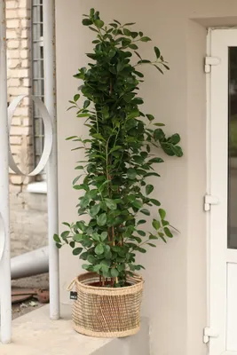 Фикус микрокарпа 'Мокламе' (Ficus microcarpa 'Moclame') | BOTSAD.BY