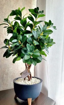 Фікус Мокламе мікрокарпа (Ficus microcarpa Moclame) (ID#1674300085), цена:  260 ₴, купить на Prom.ua