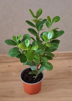 Фикус Мокламе (Ficus microcarpa Moclame)