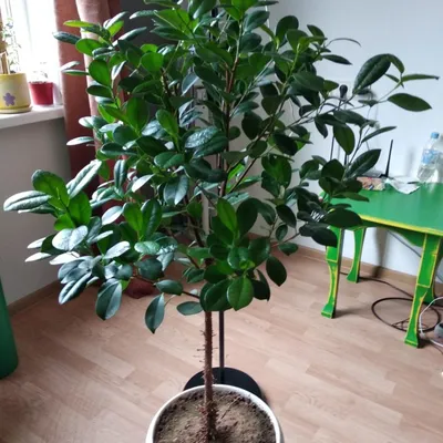 Фикус Мокламе (Ficus Moclame) 70 см - купить в Минске с доставкой, цена и  фото в интернет-магазине Cvetok.by