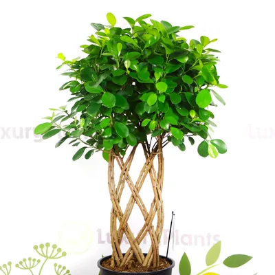 Фикус Мокламе (Ficus Moclame) 70 см - купить в Минске с доставкой, цена и  фото в интернет-магазине Cvetok.by