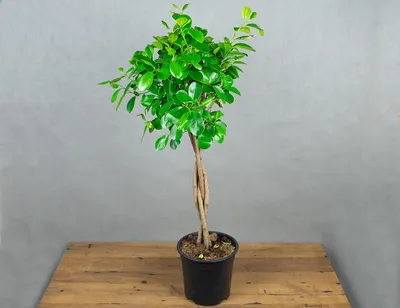 Фикус мелкоплодный Мокламе Ficus microcarpa Moclame 55/14 — цена в LETTO