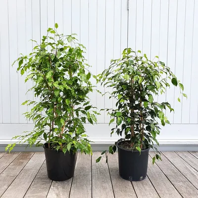 Ficus Golden Monique | Bright Green Leaves - plantandpot.nz