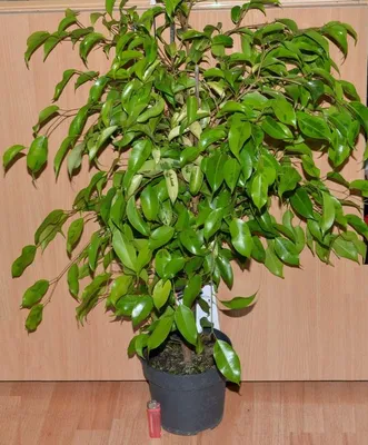 Фікус Голден Моник Ficus golden monique Фикус: 590 грн. - Комнатные  растения Киев на Olx