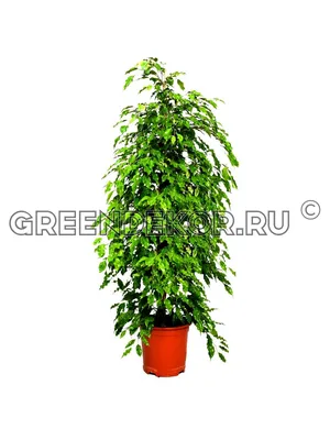 ФИКУС БЕНДЖАМИНА ГОЛД МОНИК Диаметр 35 см Высота 180 см с доставкой 🌿  Greendekor