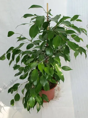 Комнатное растение Фикус Бенджамина, Живые растения в Балашихе, купить по  цене 3500 RUB, Пальмы и деревья в Студия Лаванда с доставкой | Flowwow