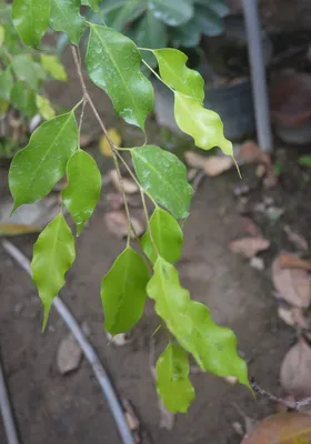 Ficus benjamina \"Golden Monique\" XXL - KytkaSem