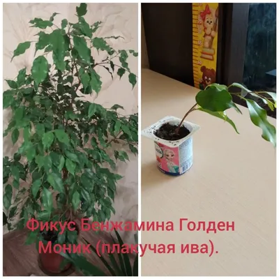 Коллекции растений ЦСБС СО РАН - Ficus benjamina L. – Фикус Бенджамина