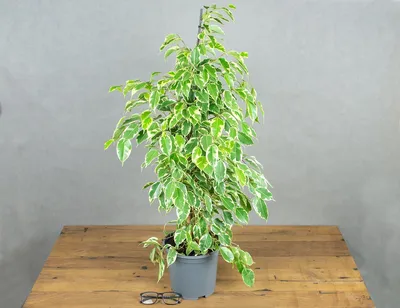 Ficus Benjamina or Weeping Fig Cultivar Monique in Pot Isolated on White  Background Stock Photo - Image of leaf, houseplant: 145026610