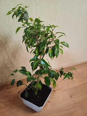 Ficus natalensis 'Trinova' — Растения Оптовая FlorAccess