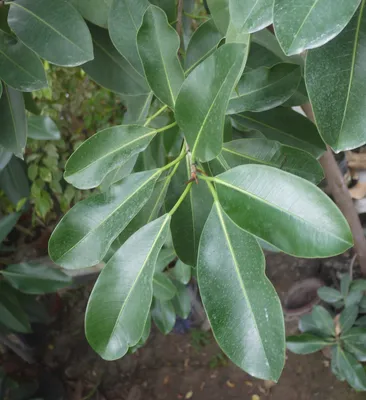 Коллекции растений ЦСБС СО РАН - Ficus microcarpa L. – Фикус мелкоплодный