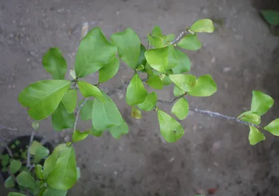 Ficus natalensis — Растения Оптовая FlorAccess