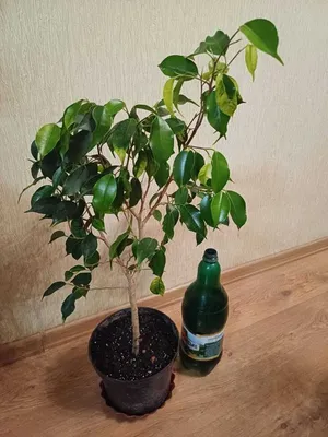 Коллекции растений ЦСБС СО РАН - Ficus retusa L. – Фикус притупленный