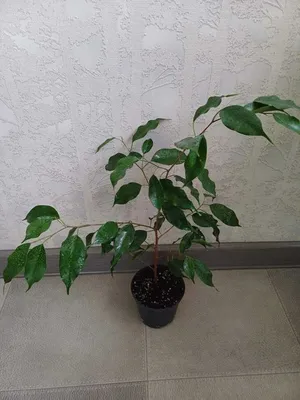 Коллекции растений ЦСБС СО РАН - Ficus drupacea Thunb. – Фикус косточковый