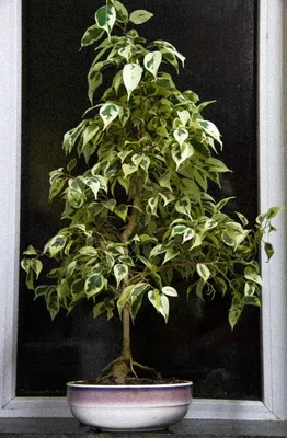 Коллекции растений ЦСБС СО РАН - Ficus benjamina L. – Фикус Бенджамина