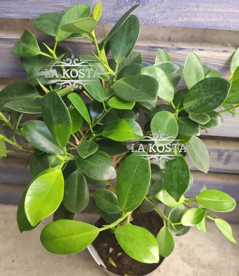 Коллекции растений ЦСБС СО РАН - Ficus macrophylla Desf. – Фикус  крупнолистный