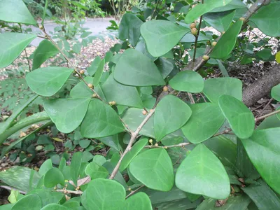 Ficus natalensis ssp. leprieurii - Изображение особи - Плантариум