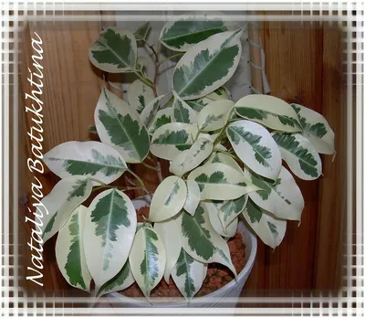 Ficus NATALENSIS или Фикус Натальский