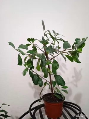 Коллекции растений ЦСБС СО РАН - Ficus triangularis Warb. – Фикус  треугольный (по новым данным Ficus natalensis subsp. leprieurii (Miq.)  C.C.Berg)