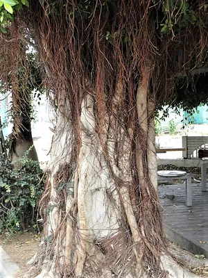 Коллекции растений ЦСБС СО РАН - Ficus nitida Blume – Фикус блестящий (по  новым данным Ficus benjamina L.)