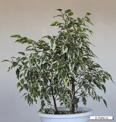 Nicole Weeping Fig Tree - Ficus benjamina - Easy to Grow - 2.5\" Pot -  Walmart.com