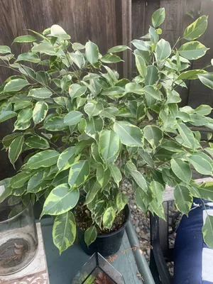 Ficus benjamina 'Nicole' | Planta