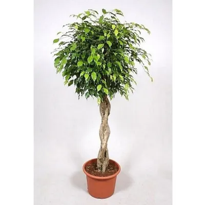 Ficus Benjamina 'Kinky' - NurseryBuy