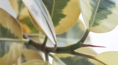 Ficus benjamina - Growing and Care