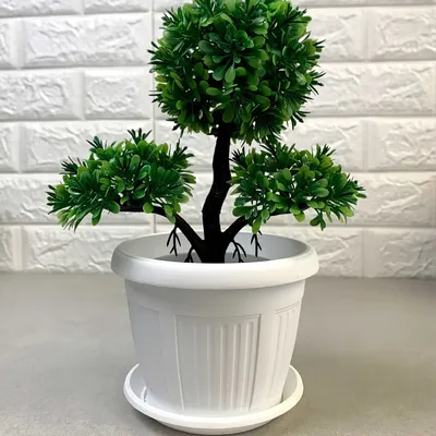 Save A DYING Plant within 4 DAYS - Ficus Plant Care - YouTube