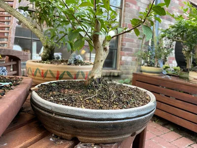 Ginseng Grafted Ficus (Microcarpa) Indoor Bonsai 6-8\" - Brussel's Bonsai