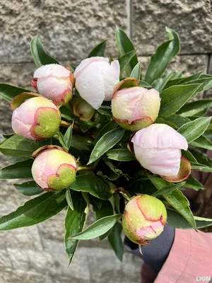 Ficus Benjamina 'Starlight' - Gabbar Farms