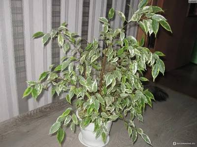 FICUS NICOLE