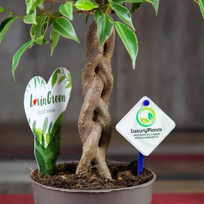 Фикус Бенжамина Нина переплетенный (Ficus Benjamina Nina)