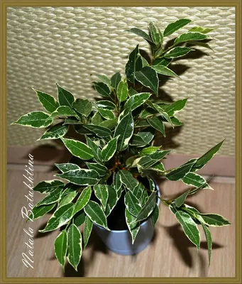 Фикус Бенджамина Нина | Ficus, Plants, Live plants