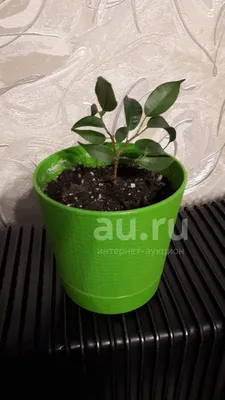 Ficus Pandora Benjamina in Charcoal Pot - Potted plant - Tumbleweed Plants