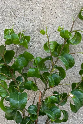 Ficus benjamina 'Pandora', Weeping Fig 'Pandora' in GardenTags plant  encyclopedia