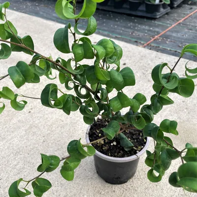 Ficus benjamina 'Pandora' - Curly Weeping Fig (4.5\" Pot) | Little Prince To  Go