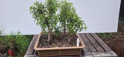 Ficus benjamina 'Pandora' 4\" – Sprout Home