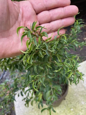 Crafted Identity - Introducing Ficus benjamin's 'Pandora'. Available  instore and online. Ficus benjamina 'Pandora' is a unique, curly form of  Weeping Fig. This evergreen houseplant has glossy green, curlique leaves  covering thin,