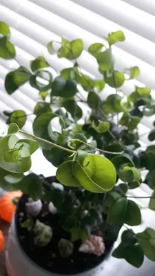 Curly Weeping Fig, Ficus Benjamina Pandora | Canopi Plants