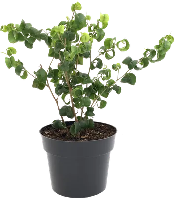 Curly Weeping Fig, Ficus Benjamina Pandora | Canopi Plants