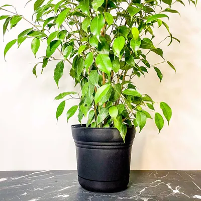 Ficus Benjamina pandora curly Weeping Fig 4 Growers Pot - Etsy