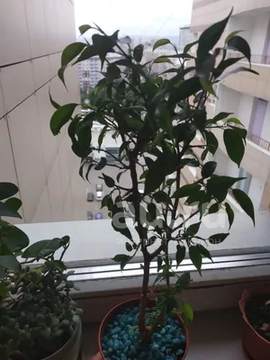 Ficus 'Pandora' Tree / Free Delivery Available for Sale in Seattle, WA -  OfferUp