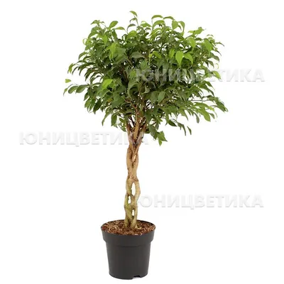 Ficus pandora hi-res stock photography and images - Alamy