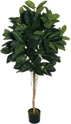 ArtStation - HQ HousePlants Huge Ficus Binnendijkii Alii Maclellandii Braid  Set02