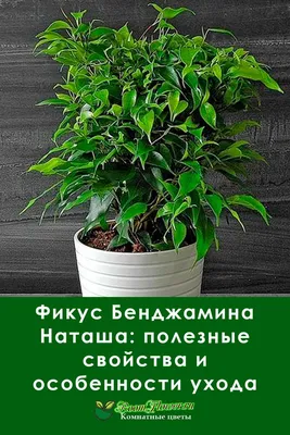 Ficus Benjamina Pandora (Curly Weeping fig) – Planty Flower and Garden