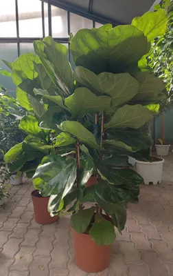 Curly Weeping Fig, Ficus Benjamina Pandora | Canopi Plants