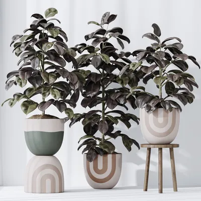 Ficus 'Pandora' Tree / Free Delivery Available for Sale in Seattle, WA -  OfferUp